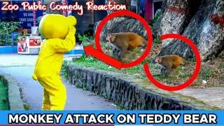 Monkey attack on teddy bear/teddy bear funny video