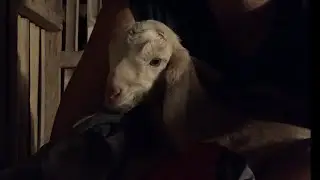 Rejected baby goat is a heavy milk drinker