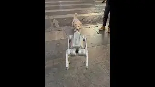 When a robot dog meets a real dog #roboticdog #dog #puppy #roboticdog #the dog&rsquo;s thoughts are all w