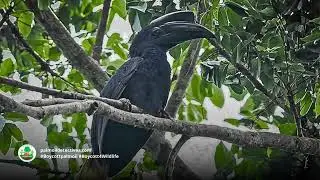 Sulu Hornbill Anthracoceros montani   Asia