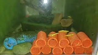 Yellow Golden back