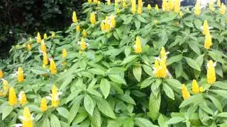 Golden Shrimp Plant at Sunken Gardens in St Petersburg, Florida