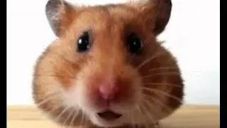 Happy Birthday to You! - Funny Birthday Songs (Waddles the Hamster)