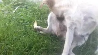 Jugando con nuestra perrita..heermosa😍😍