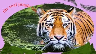 Animals in the wild