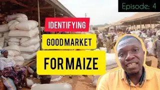 🛑Episode 4: How To Identify Good Markets For Your Maize - MAIZE TRADING MASTERCLASS