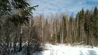 Заповедник Кологривский лес, кардон Лондушка