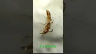 Someone pls identify this primitive ant i caught in thailand. #ants #ponerine #thailand #antkeeping