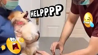 The Most Overreacting Dogs Ever &ndash; Try Not To Laugh Funny Dog Compilation 😂🐾
