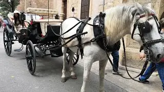Romantic Horse & Carriage Ride in Palma #Shorts #Insta360