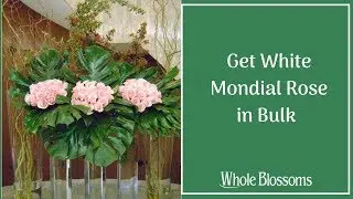 Get White Mondial Rose in Bulk and Add to Your Event