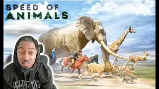 Land Animals Speed Comparison 3D | Reaction