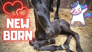 Surprise!! A newborn foal of Reintje. So cute!! 😍 But sad for Queen👑Uniek 😪 | Friesian Horses