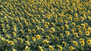 Volo sui girasoli - Viverone(BI) - Mavic 2 Pro
