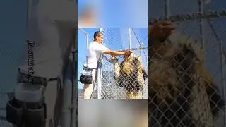 Compare the height of a lion and a tiger when standing on their hind legs
