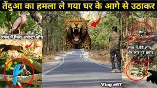 Eagle | Kingfisher | Sitabani Ramnagar Jim Corbett National Park | Wild Jungle Drive