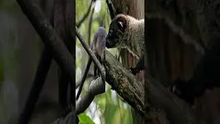 Malabar civet endemic Western Ghats India #animals #ancient #asia #wildlife