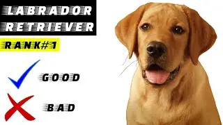 Labrador Retriever Pros And Cons, The Good And The Bad