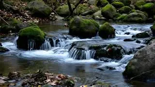Peaceful Forest River Stream | 24/7 ASMR Nature Sounds for Sleep & Focus