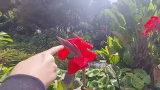 В Ботаническом Cаду /In the Botanic Garden