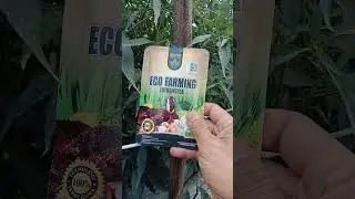 *Manfaat pupuk Organik ecofarming fotosintesa || Agar tanaman cabai berbuah lebat.