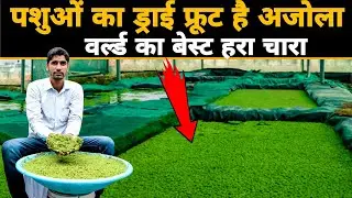 अजोला(अझोला)चारे की खेती कैसे करें? Azolla/Ajola Grass cultivation farming in India | अजोला घास