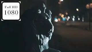 Lion Stock Video