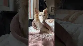 the proof is in the pantaloons, part 1 #dogsofyoutube #dog #silkenwindhound #petshorts #haircare