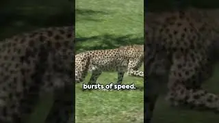 Cheetahs: The Speed Kings of the Wild  #wildlife #adventures #world #nature #animals #cheetah