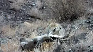 Eurasian Lynx on the carcass of Bluesheep #Ladakh #Yurutsey #himisnationalpark #India  #wildcats