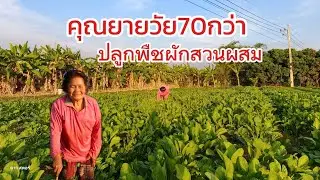 คุณยายวัย 70 กว่าปลูกพืชผักสวนผสมขายเป็นรายได้เลี้ยงครอบครัว