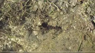 Taiwan Nature Education | Brittle Stars