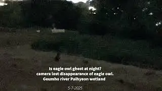 Is eagle owl ghost?  -Camera lost disappearance of eagle owl-Geumho river Palyeon wetland