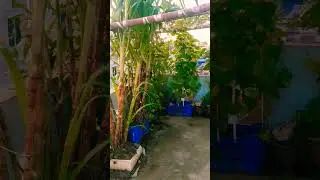 rooftop garden ❤️❤️❤️#rooftop #garden #trees #shortsfeed #youtubeshorts #shotrs #vairal #gardening