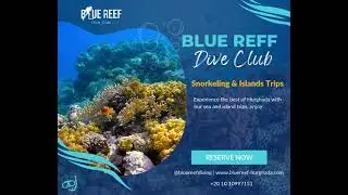 🌊 Dive into Adventure with Blue Reef Dive Club! 🤿🐠