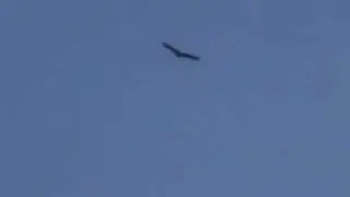 Saiak kortezubin!!