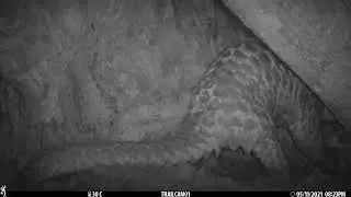 In the Intimacy of Wild Pangolins - Part 3