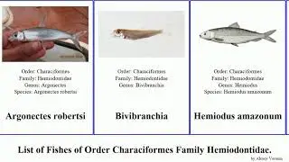 Fishes of Order Characiformes Family Hemiodontidae Hemiodus Anodus Bivibranchia