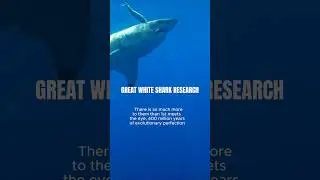 Great White Shark Behavior 🤙🏽 #whiteshark #greatwhite #apexpredator #research #diving #a