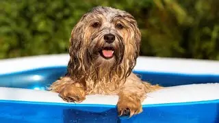 Most and least popular dog breeds in NSW revealed