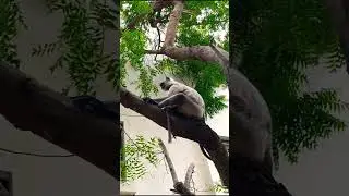 #monkey #sitting #ontree #neemtrees #monkeyvideo