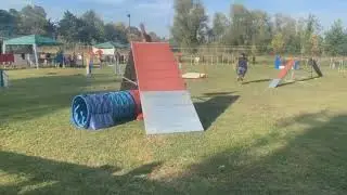 Nemo gagne le Gambler du s&eacute;lectif de la Team France 2020 pour le Championnat du Monde d'Agility IFCS