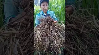 este es el trabajo mas com&uacute;n en el rancho 💪🫘