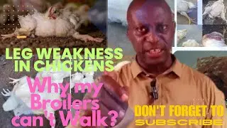 How to Solve Leg Weakness in Chickens: Causes & Why Your Broiler Isn't Walking!