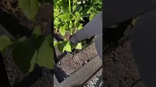 Do This to Your Dahlias Before The First Frost!