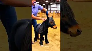 Small to big animal transformation