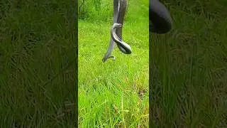 cobra Release ! cobraSaanp ! IndianSpectacle Cobra ! #animals #indianwildlife #wildliferescue