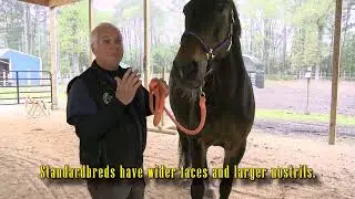 Differences between Standardbreds & Thoroughbreds (#1222 - May 22, 2022)