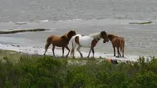 Assateague Island Bay