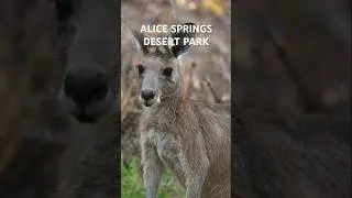 Alice Springs Desert Park: Native Birds, Wildlife & Outback Wonders